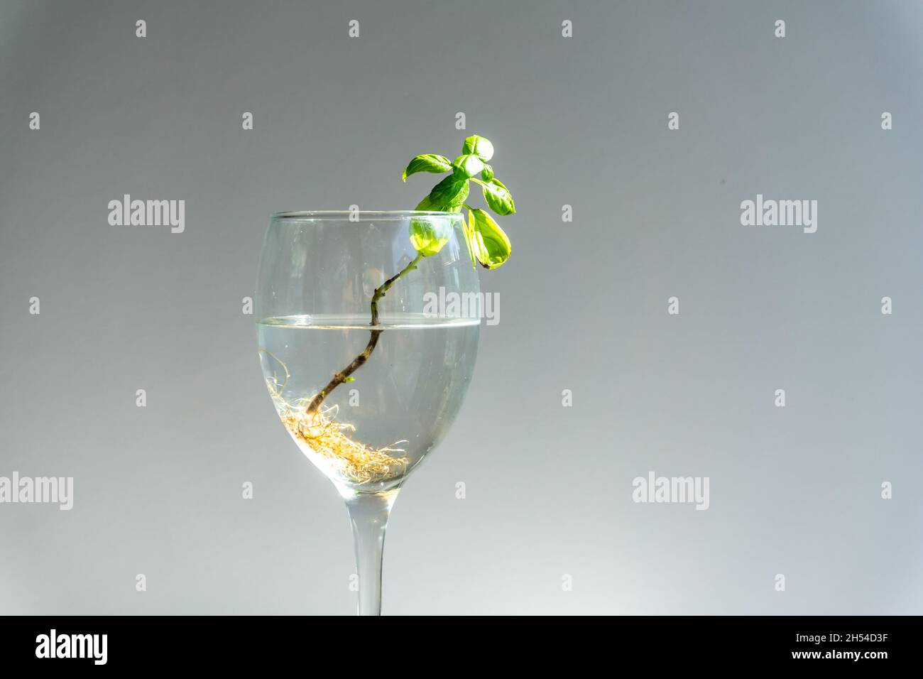 Basil with roots in water in wine galss. Many roots in water. new life