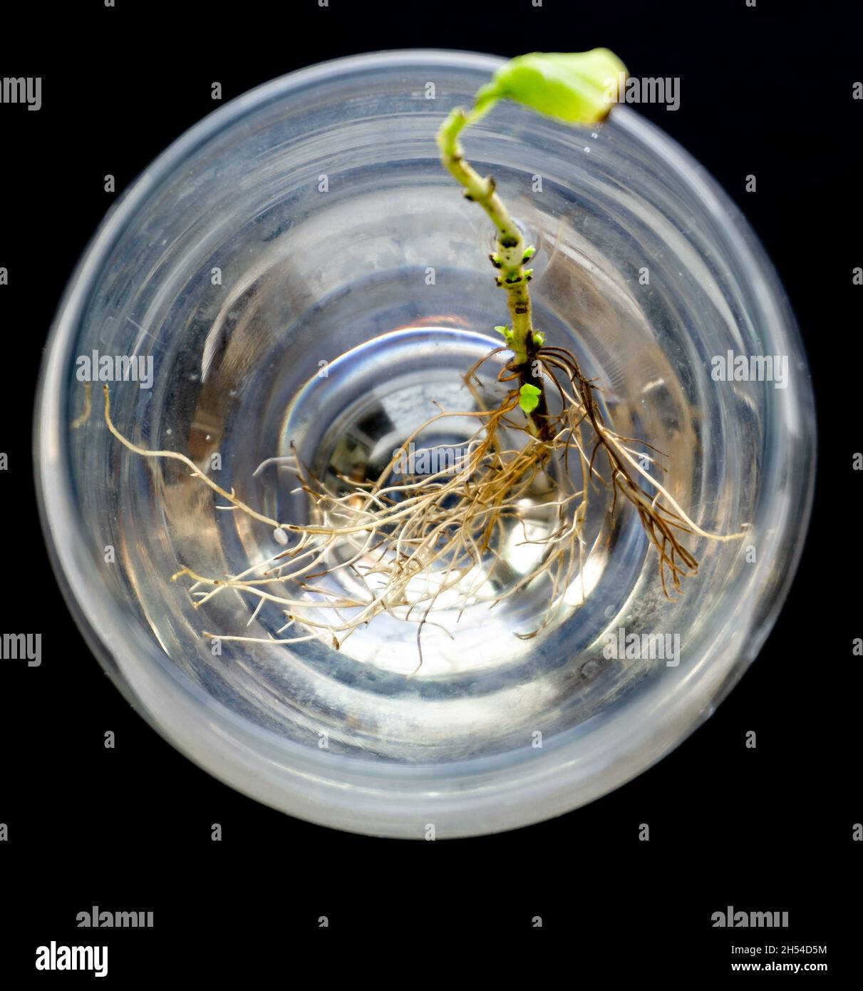 Basil with roots in water in wine galss. Many roots in water. new life