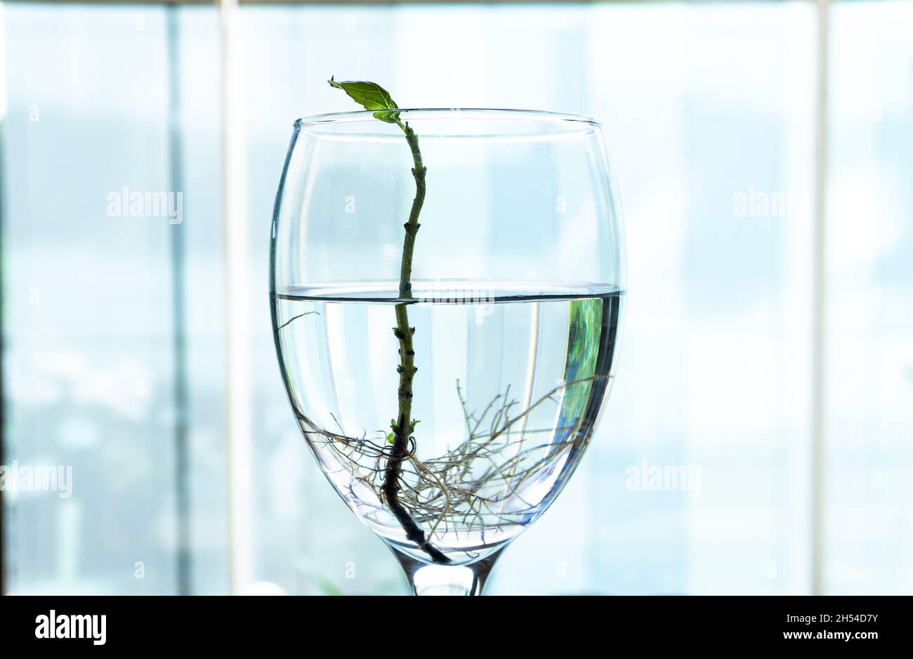 Basil with roots in water in wine galss. Many roots in water. new life