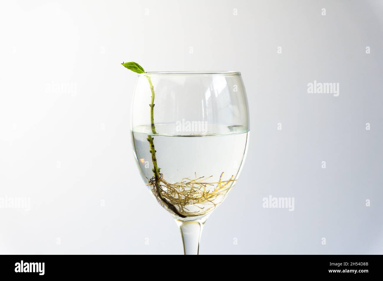Basil with roots in water in wine galss. Many roots in water. new life