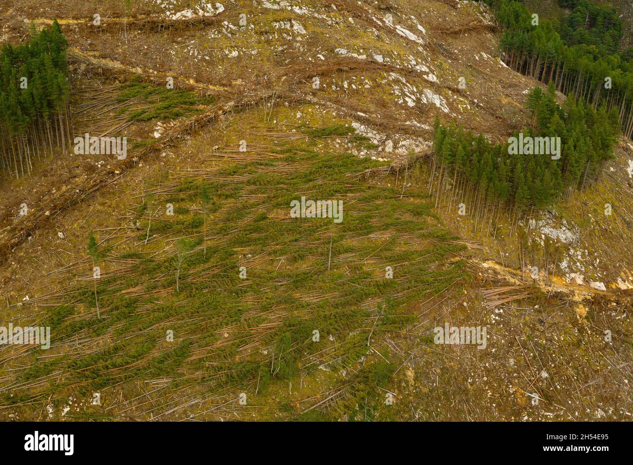 Aerial view of timber harvesting on a hillside near Cannich in the Highlands of Scotland. Stock Photo