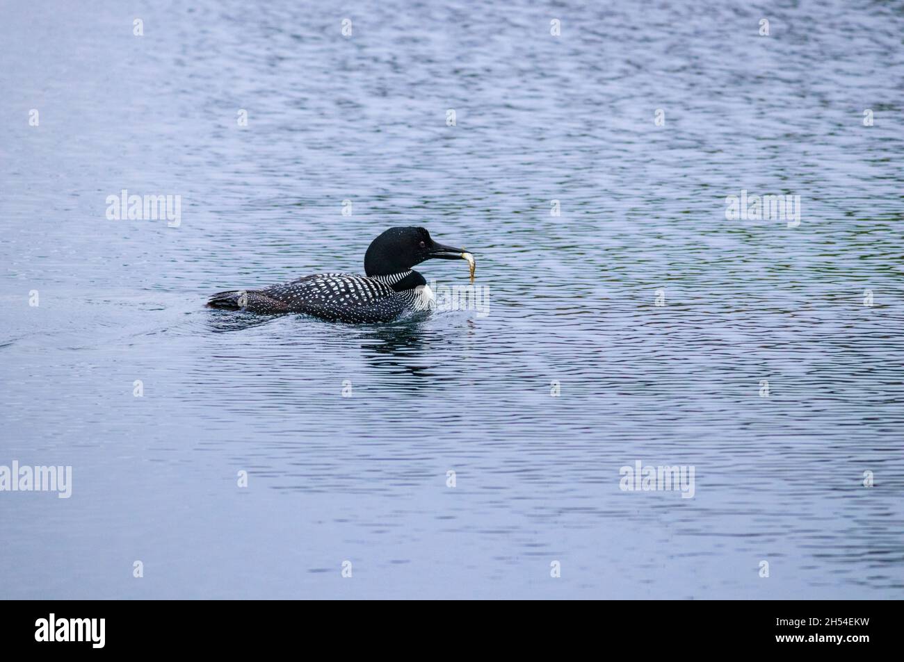 A common loon (Gavia immer) swims, holding a fish in its beak. The species is among many birds threatened by the impacts of climate change (Canada). Stock Photo