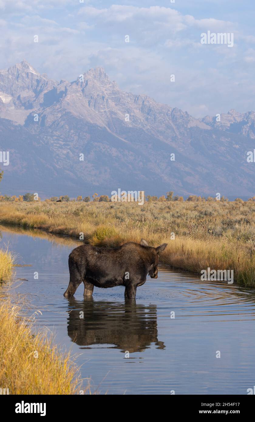 Cow Shiras Moose in Wyoming in Autumn Stock Photo