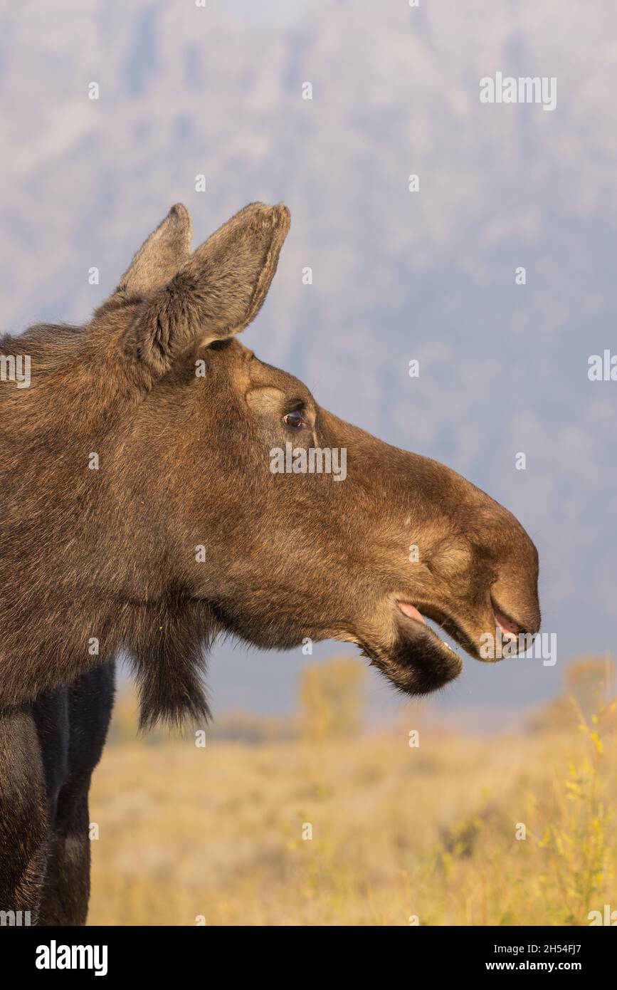 Cow Shiras Moose in Wyoming in Autumn Stock Photo