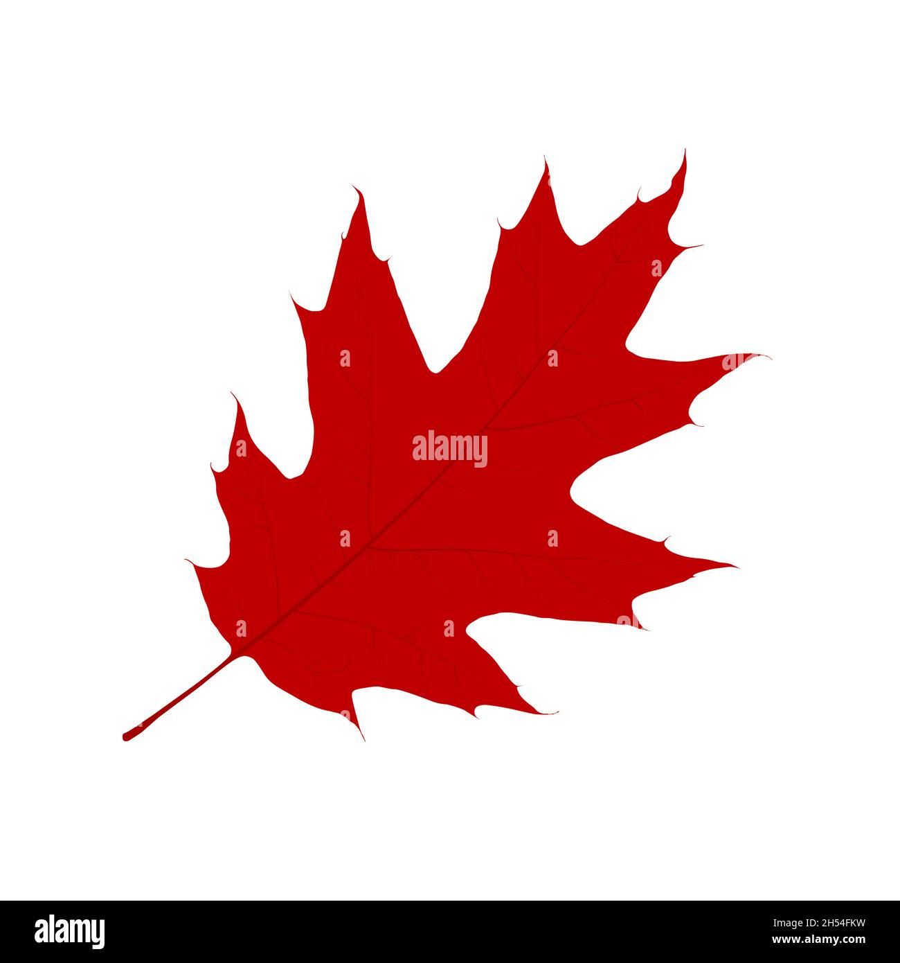 Red maple leaf, autumn cutout leaf on white background, isolated vector ...