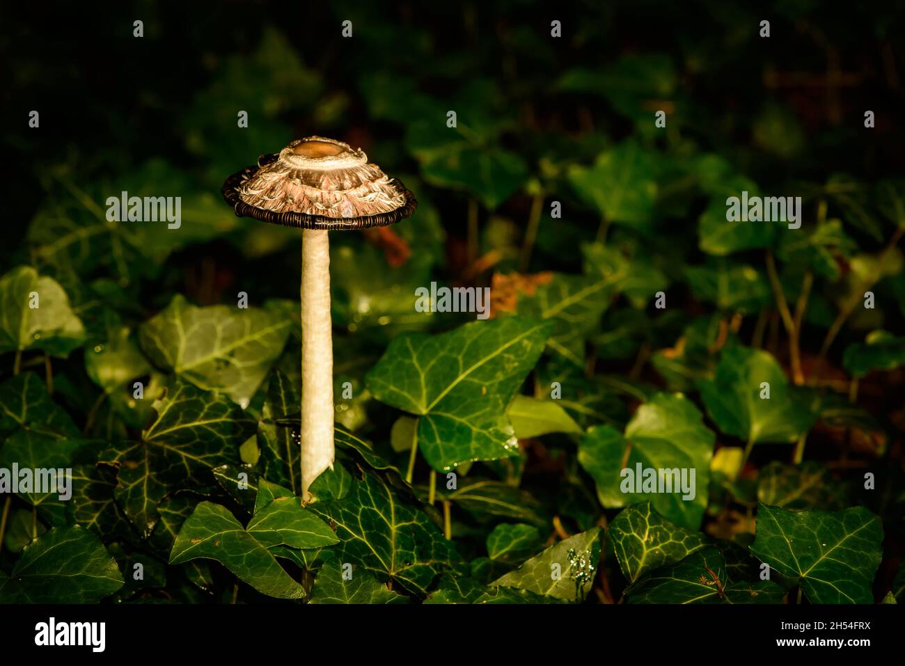 Brownish ink fungus on a long stem against a dark background of ivy leaves Stock Photo