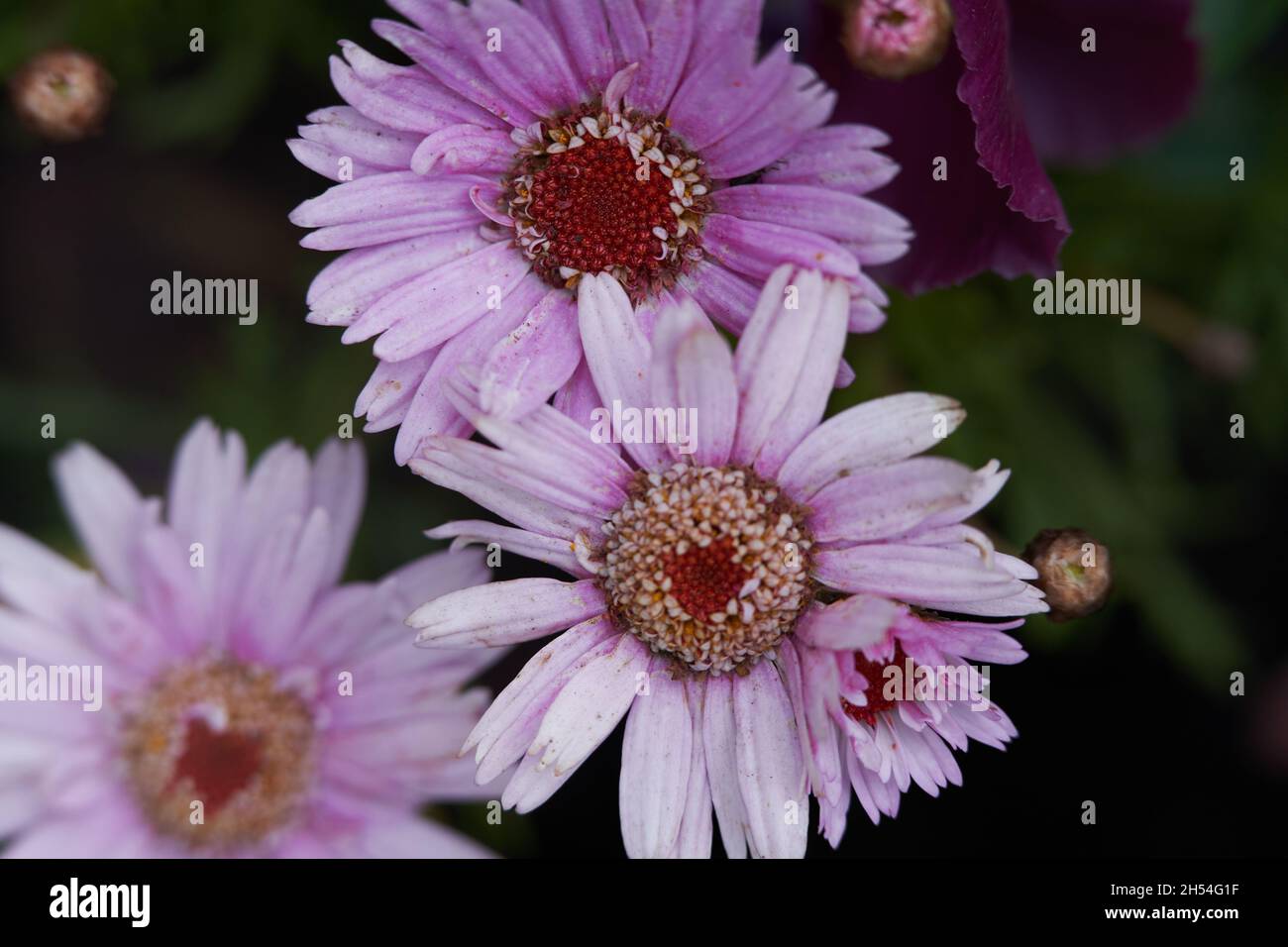 small summer gerbera flowers in pinks and violets Stock Photo