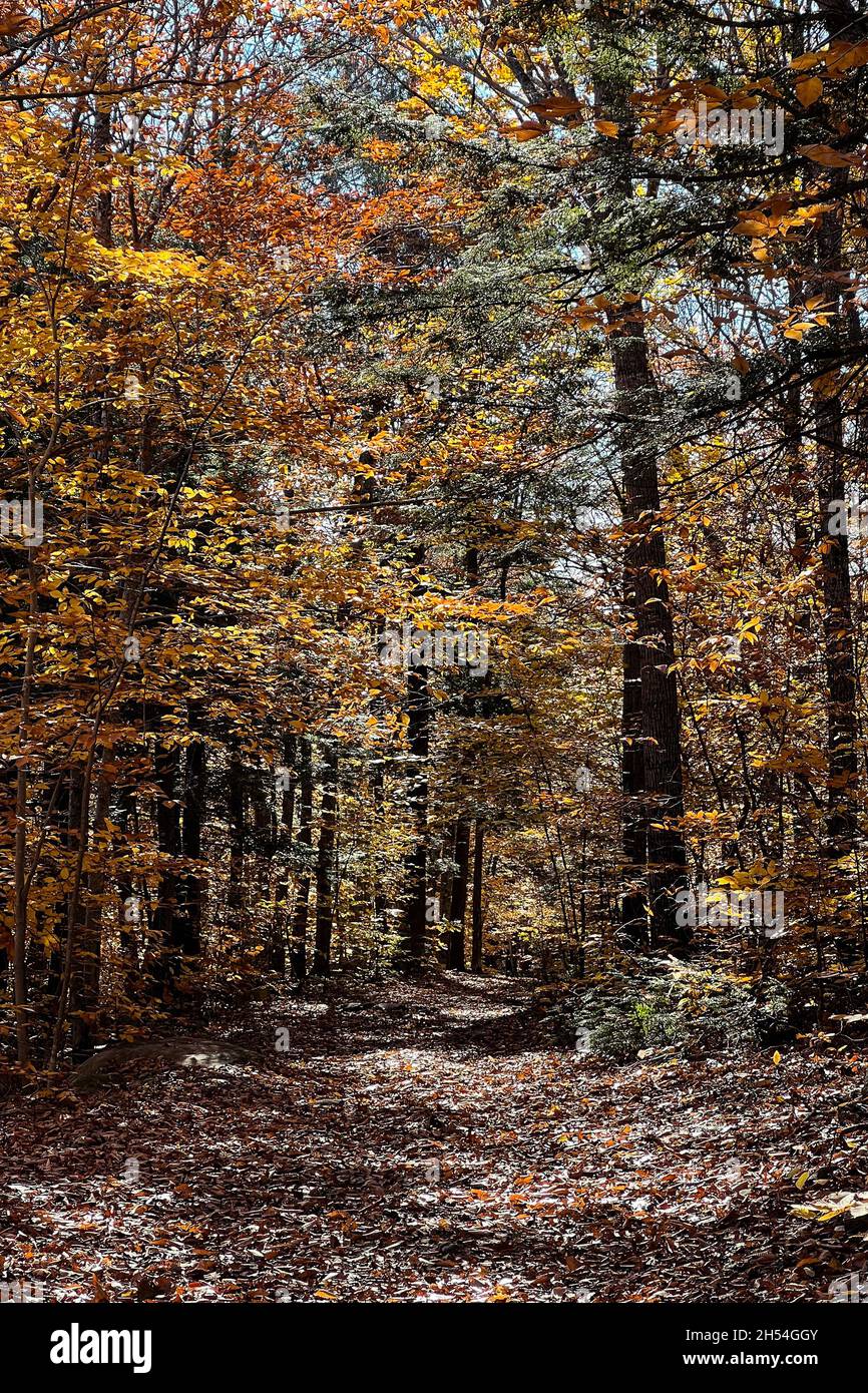 Where Is Rome Me Fall foliage surrounds the trails on The Mountain in Rome, Maine on Nov ...