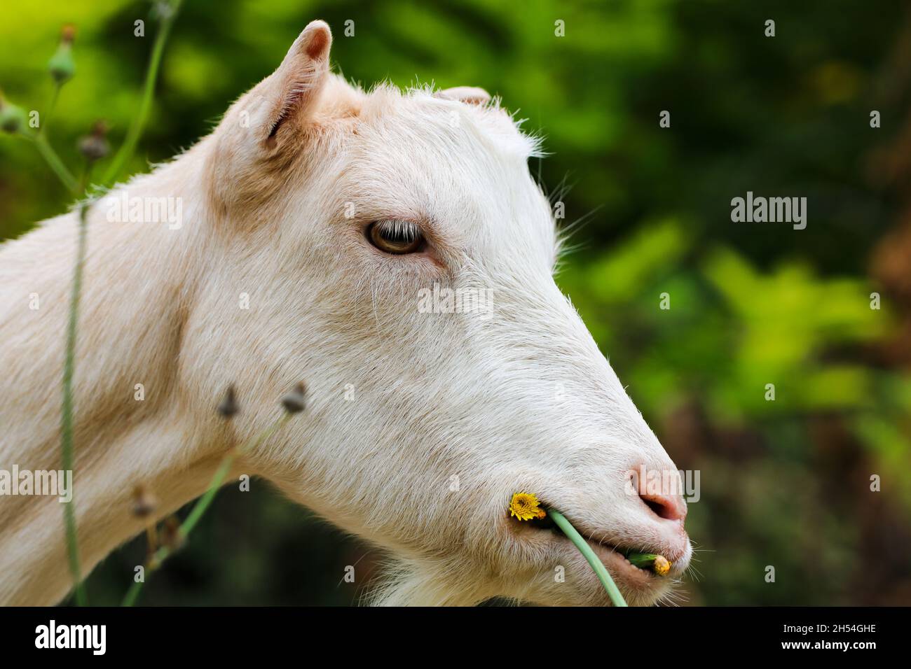 Goats Stock Photo