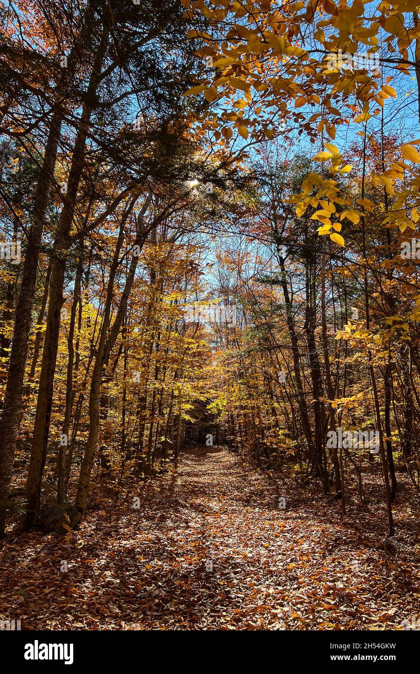 Where Is Rome Me Fall foliage surrounds the trails on The Mountain in Rome, Maine on Nov ...
