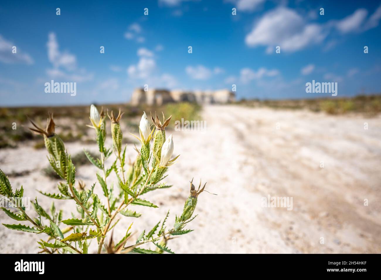 Bractless Stickleaf plant in sandy dry land adjacent to Monument Rocks in Kansas Stock Photo