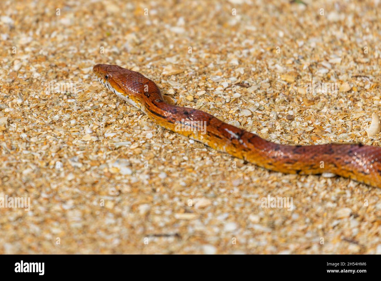 A corn snake (Pantherophis guttatus) lying on a sandy path in St. Augustine, Florida. Stock Photo