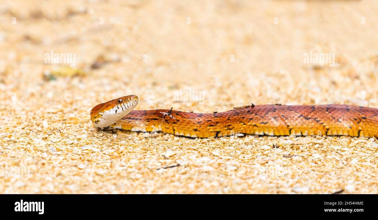 A corn snake (Pantherophis guttatus) lying on a sandy path in St