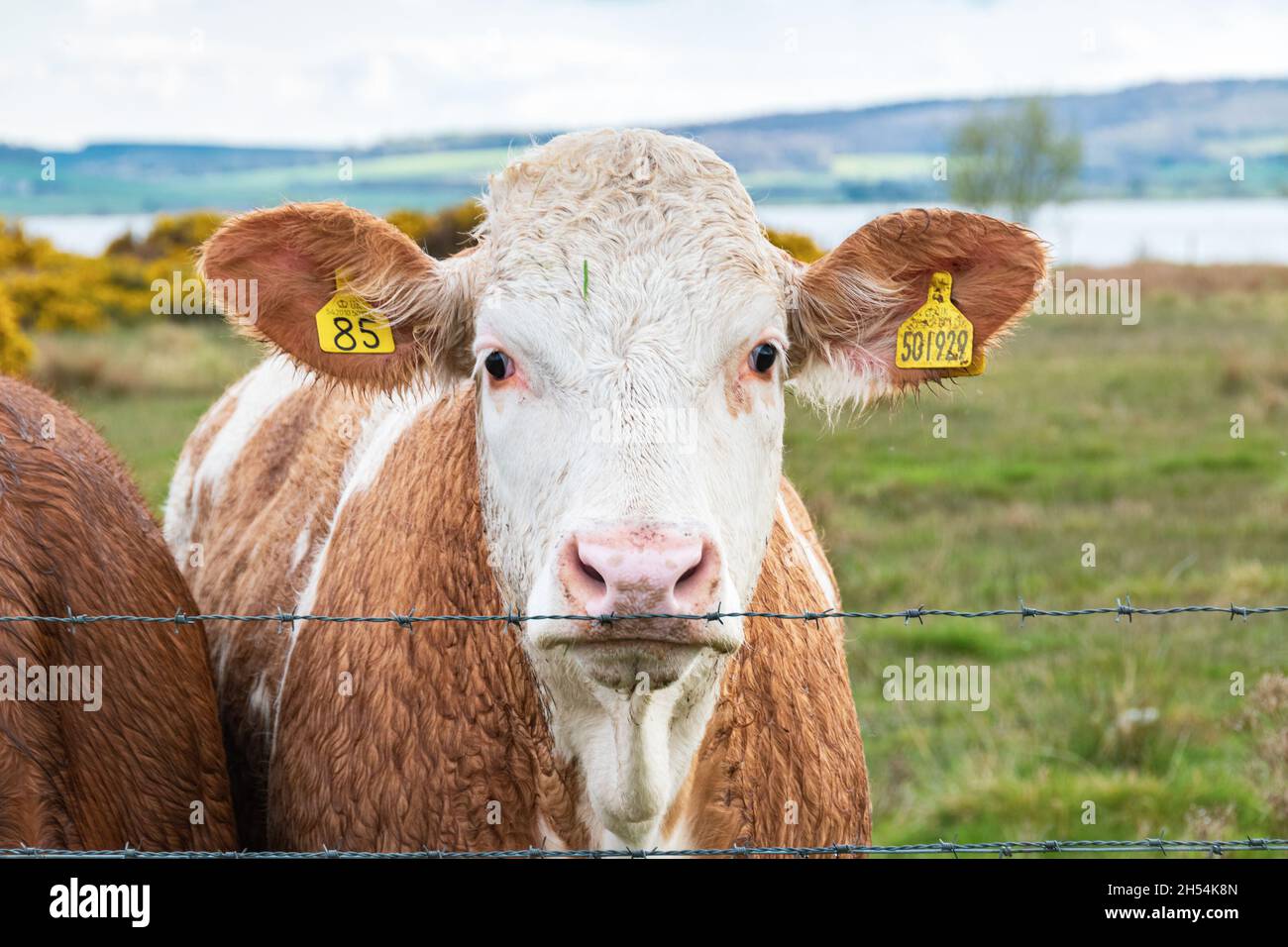 Dairy cow behind the fence on a green meadow in Scottish Highlands. Stock Photo