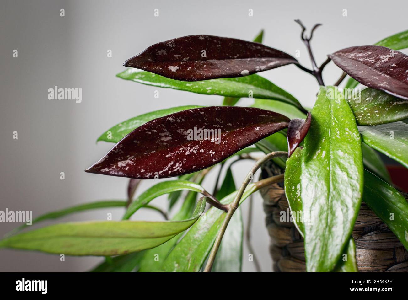 Wax plant (hoya pubicalyx) - variegated foliage with newly emerged leaves. Exotic hoya houseplant detail. Stock Photo