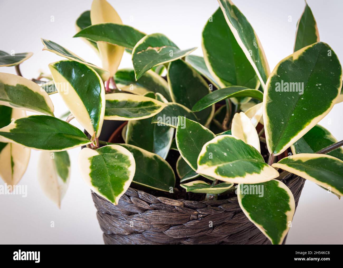 Variegated foliage of hoya carnosa variegata 'Krimson Queen' on a white background.  Exotic trendy houseplant detail with prominent variegation. Stock Photo