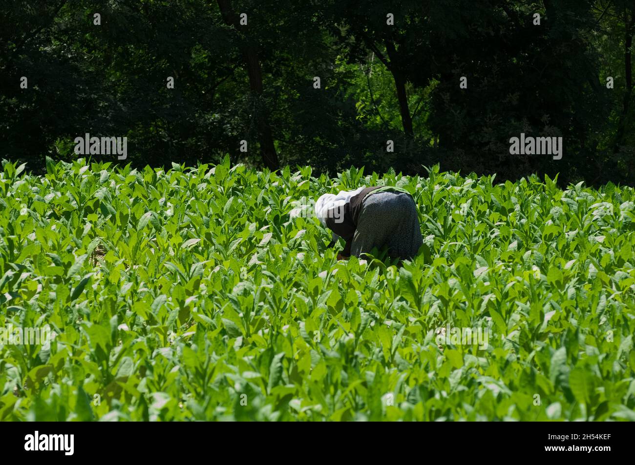 economy and agriculture in the north of Greece tobacco leaves collection in a field between Xanthi, in the region of East Macedonia And Thrace, and bu Stock Photo