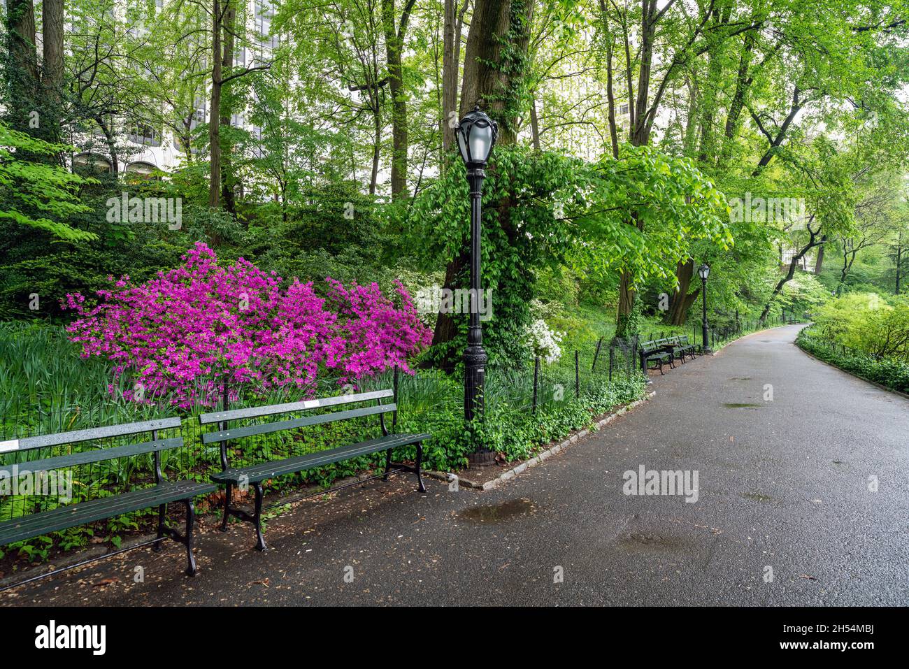 Spring in Central Park, New York City along the sidewalk Stock Photo Alamy