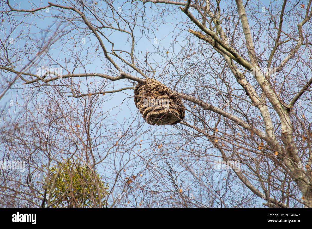 A velutina wasp nest hanging from a tree. insect dangerous for biodiversity and the environment. selective focus. copy space. Stock Photo