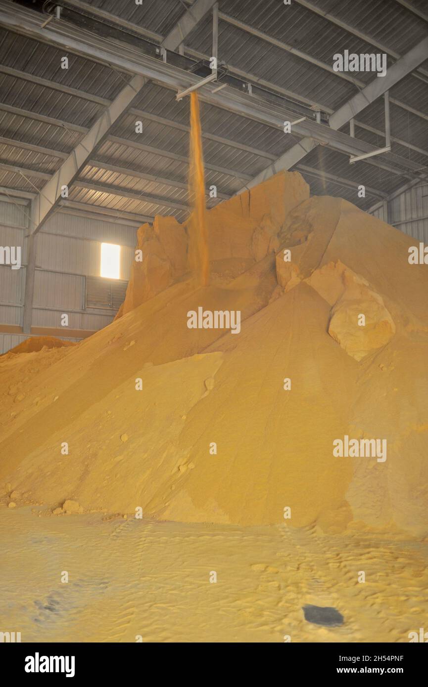 While kernel corn collected in bins at Adkins Energy Ethanol plant that