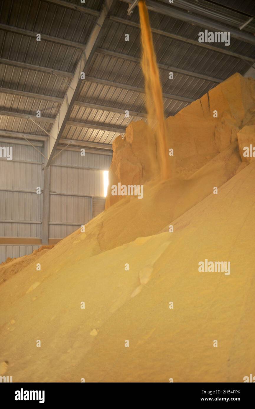 While kernel corn collected in bins at Adkins Energy Ethanol plant that