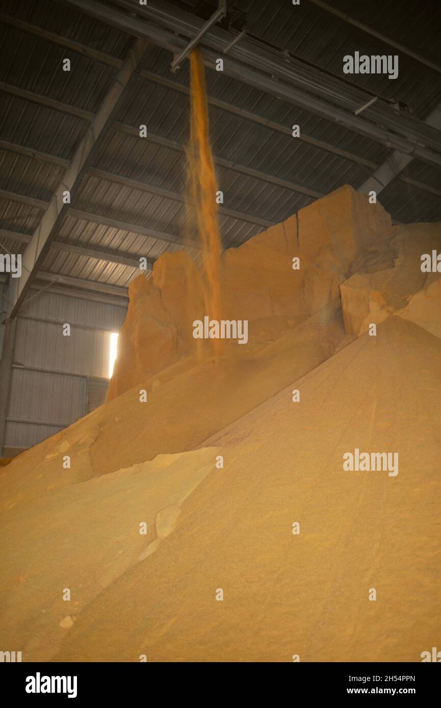 While kernel corn collected in bins at Adkins Energy Ethanol plant that