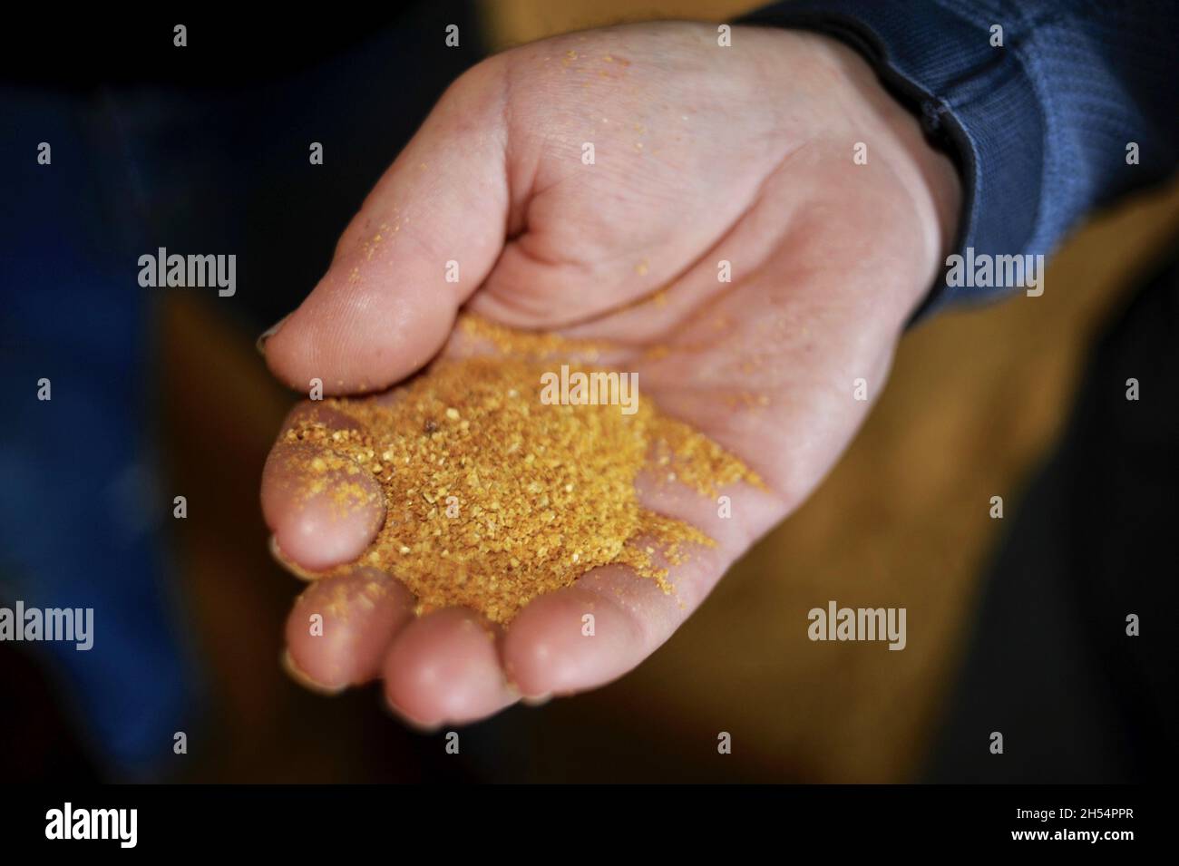 Close up of fine corn flour in hand at Adkins Energy Ethanol plant that