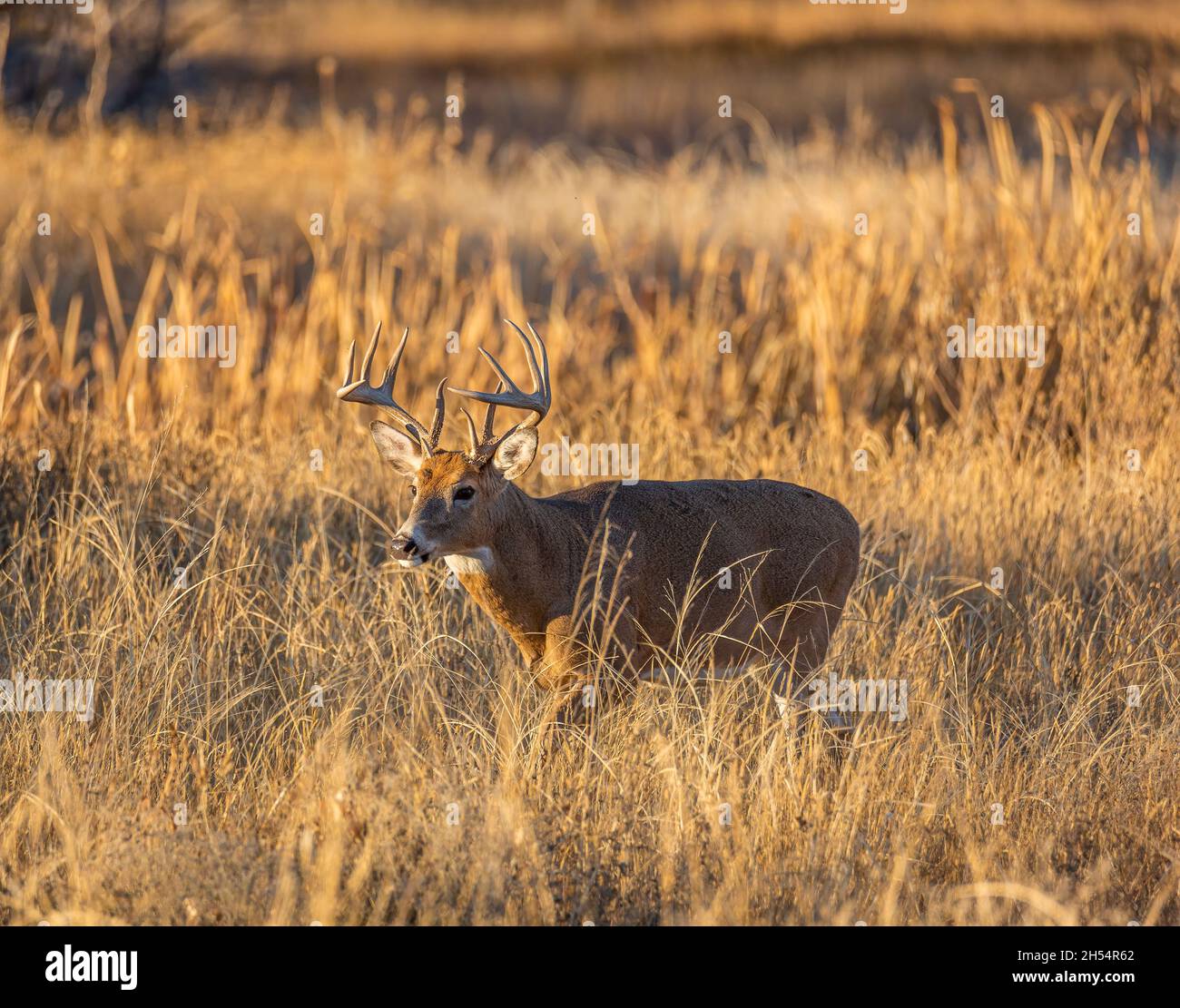 Mature White tailed deer male(buck) walking out of marsh at sunset during the rut at Rocky Mountain Arsenal National Wildlife Refuge, Colorado, USA Stock Photo