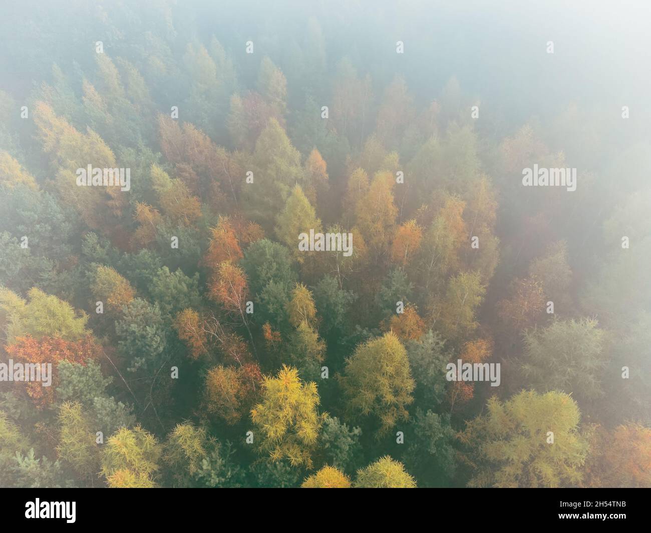 Aerial top-down view of autumn colored forest, fog, magic atmosphere. Beautiful colors. Stock Photo