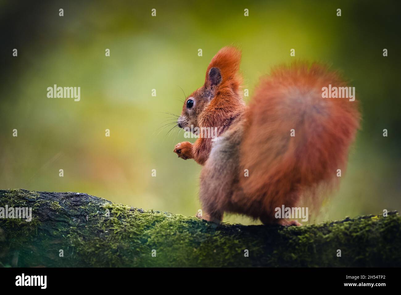 The Eurasian red squirrel (Sciurus vulgaris) sitting on a branch with its back to the camera looking back. Beautiful autumn colors, delicate backgroun Stock Photo