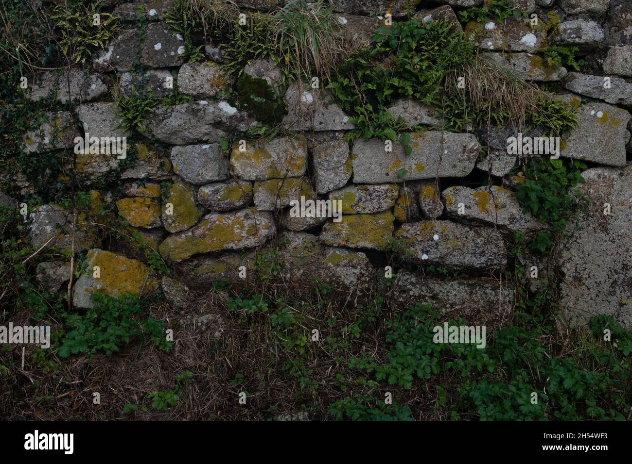 Dry Stone Wall detail, Zennor, Cornwall, UK Stock Photo