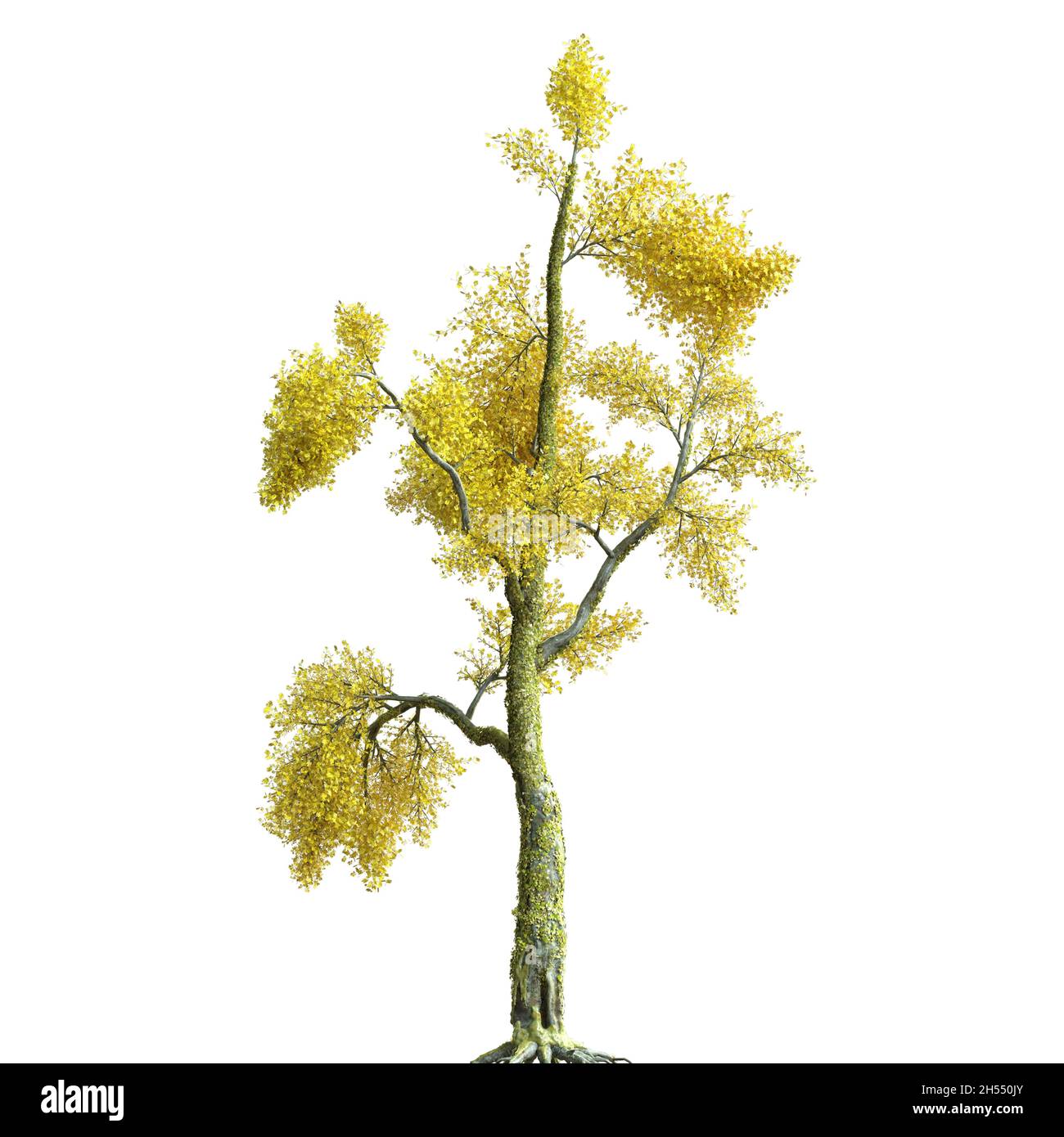 3D illustration autumn tree isolated on white background Stock Photo ...