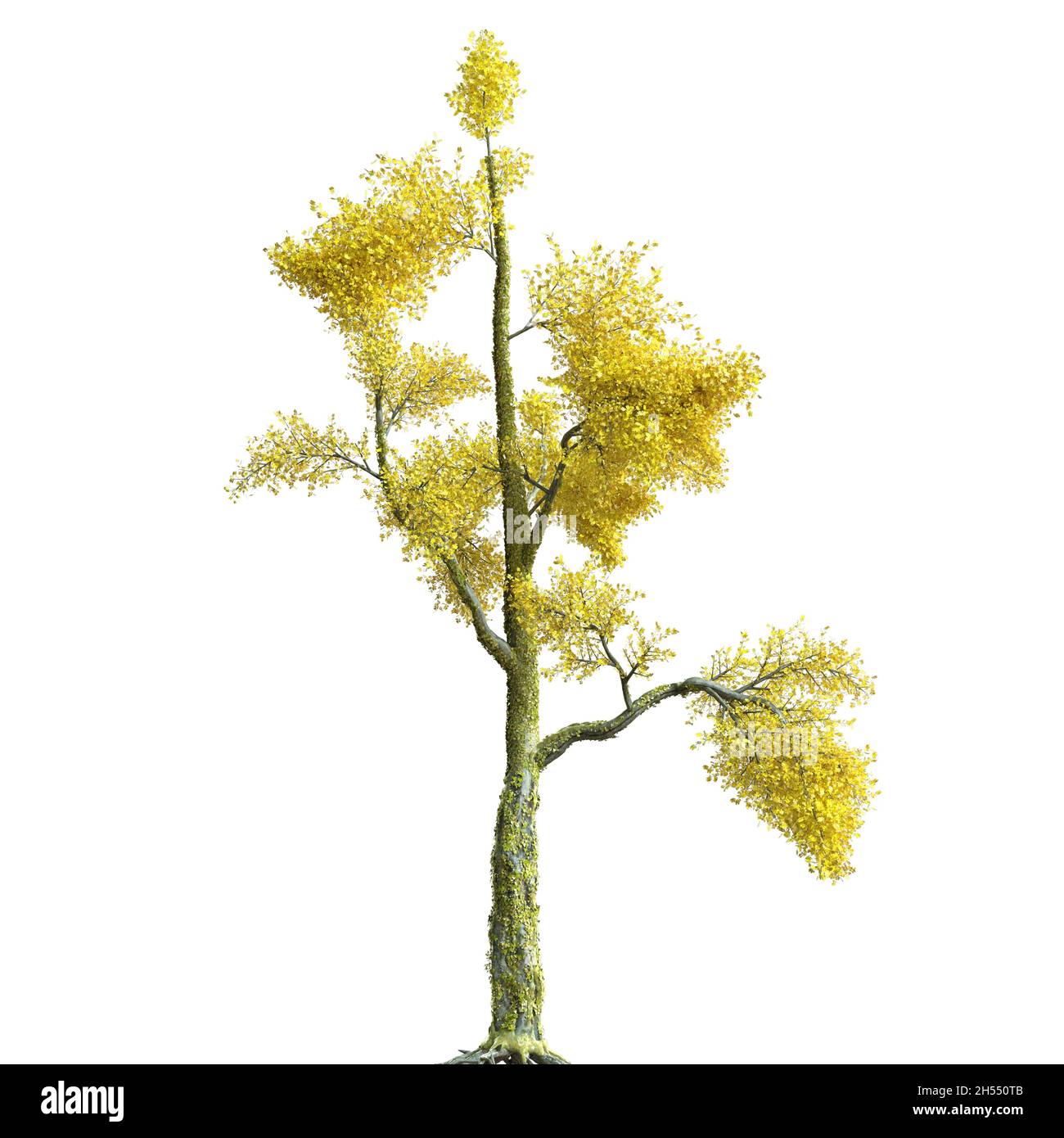3D illustration autumn tree isolated on white background Stock Photo ...