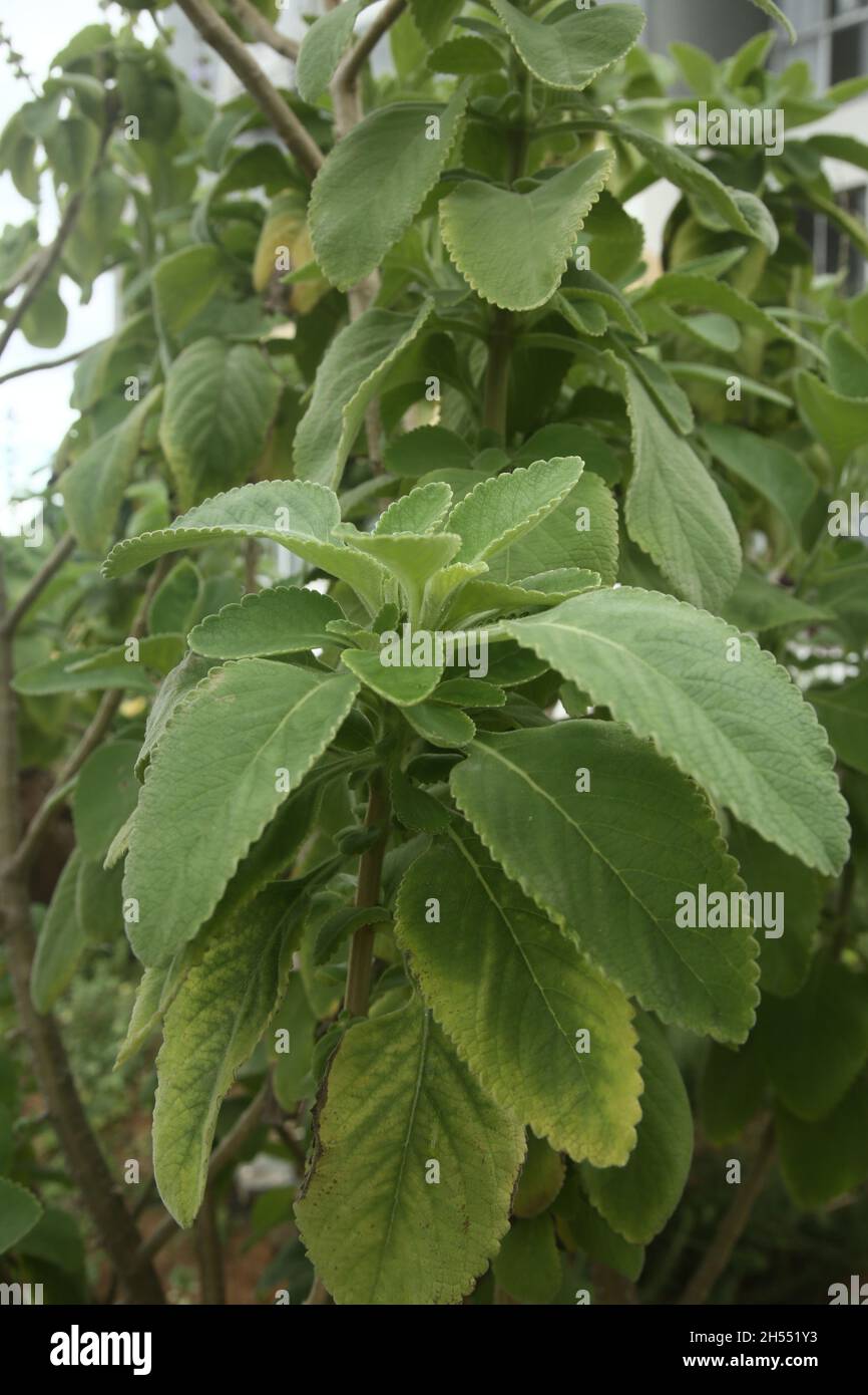 salvador, bahia, brazil - november 6, 2021: Boldo plant - Peumus boldus - is seen in a vegetable garden in the city of Salvador. Stock Photo