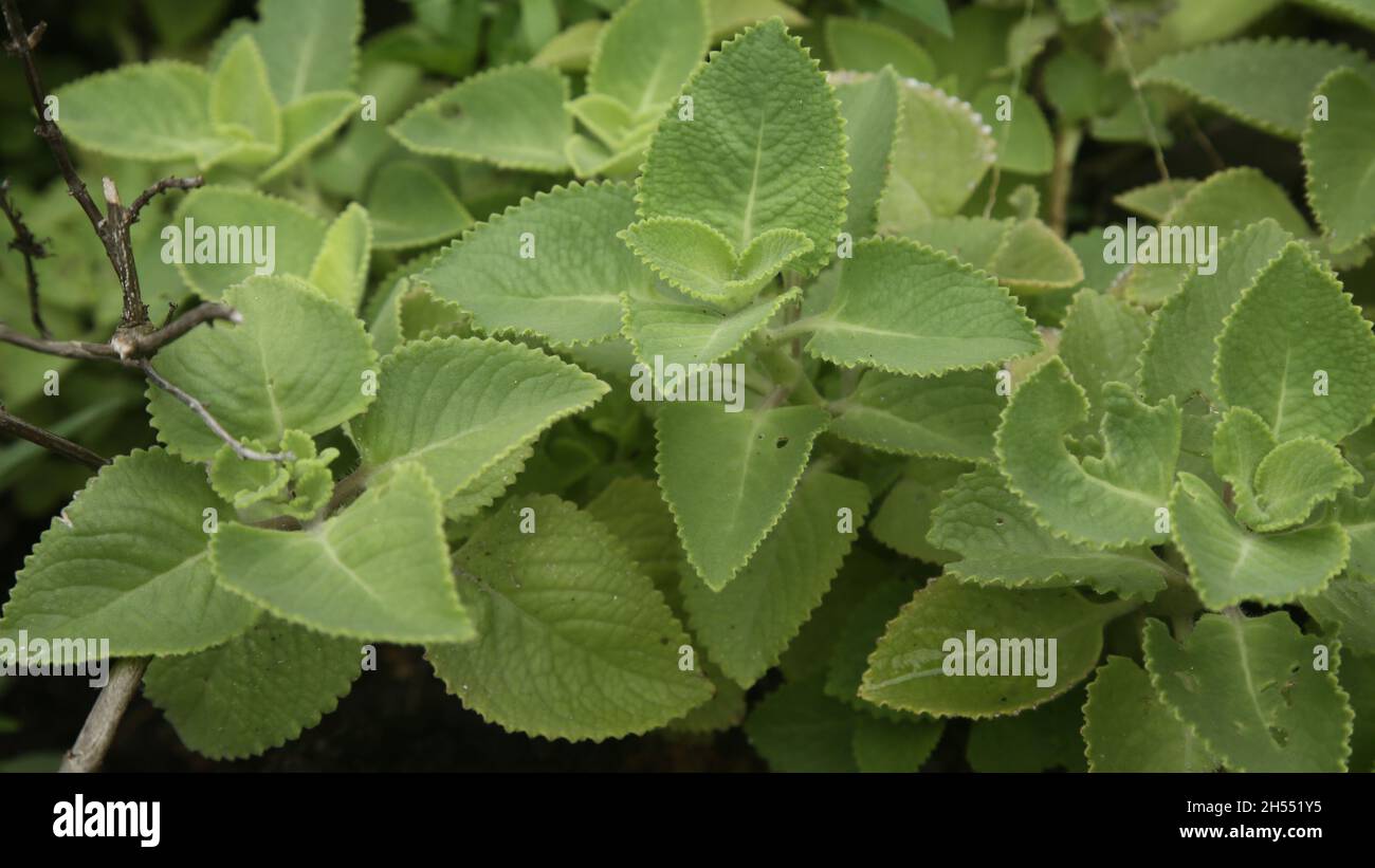 salvador, bahia, brazil - november 6, 2021: Boldo plant - Peumus boldus - is seen in a vegetable garden in the city of Salvador. Stock Photo