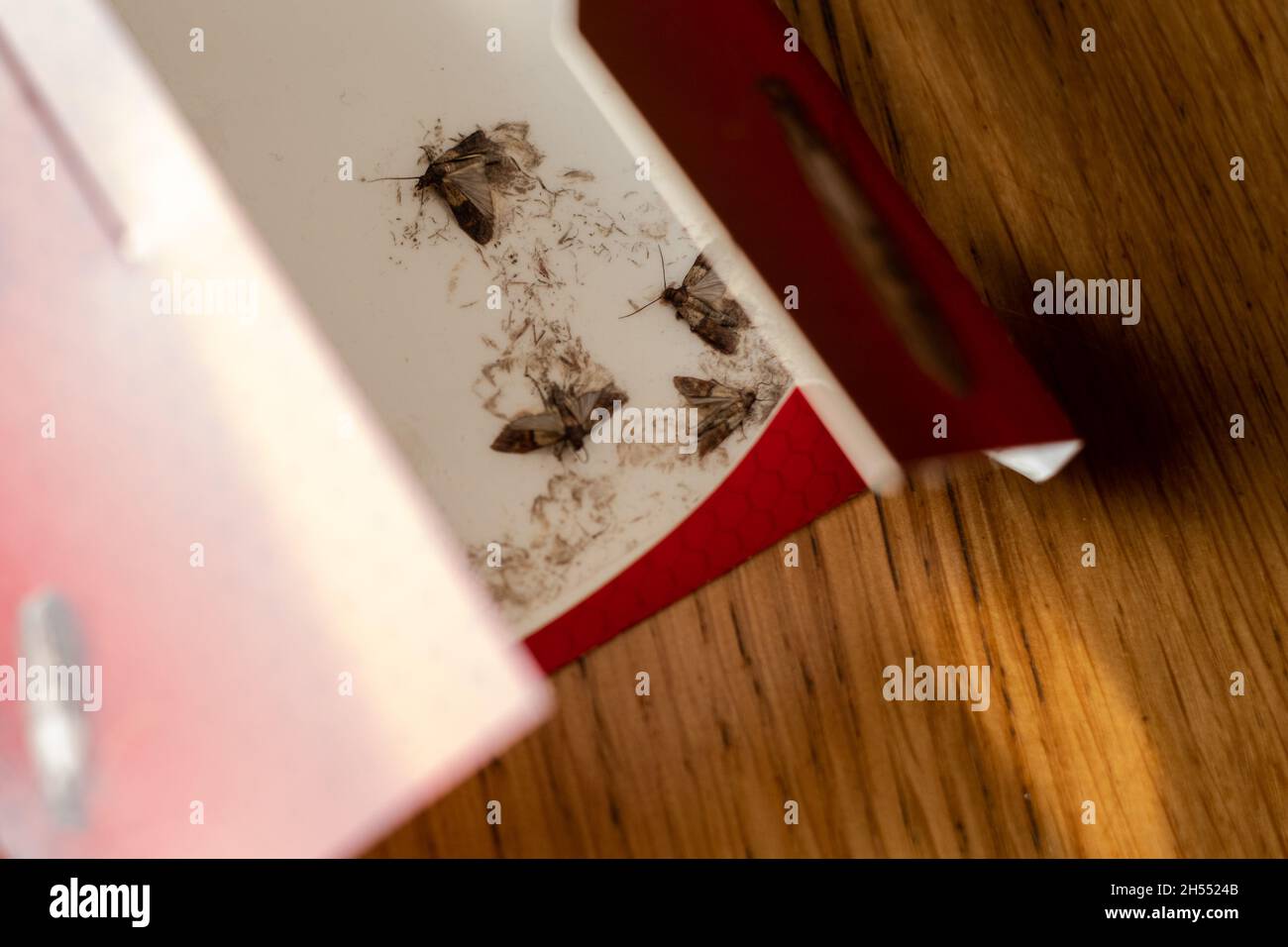 Indian meal moth or Flour moths in a sticky pheromone trap. Pest control in food shortage. Captured food moths. Stock Photo