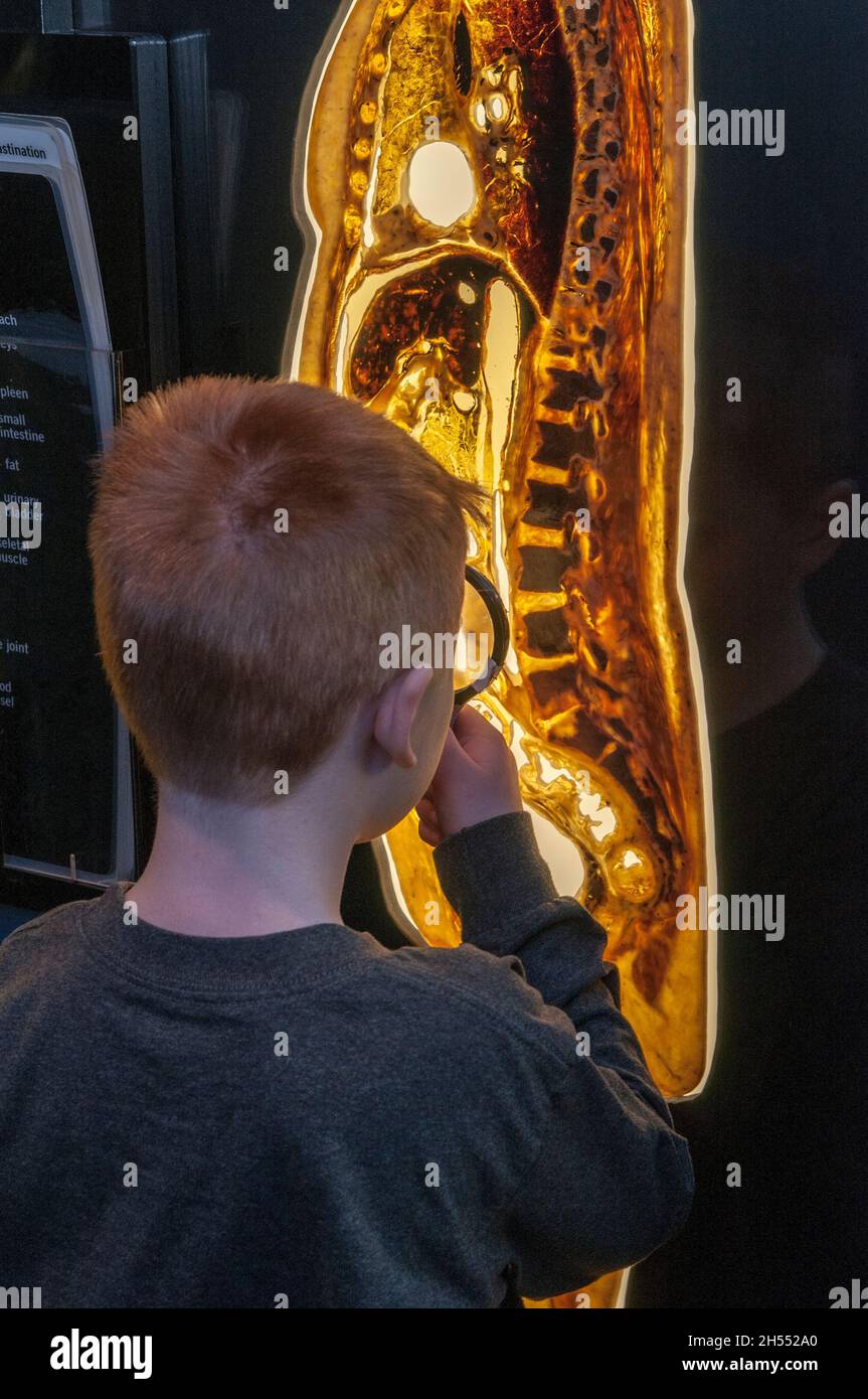 St. Paul, Minnesota. Science museum of Minnesota. Seven year old boy inspects real human body slices that are preserved in plastic. Stock Photo
