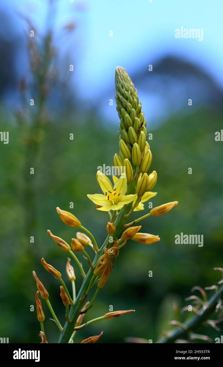Australian native yellow star shaped flower of the Bulbine Lily, Bulbine glauca, family Asphodelaceae. Endemic to NSW, Victoria and Tasmania Stock Photo
