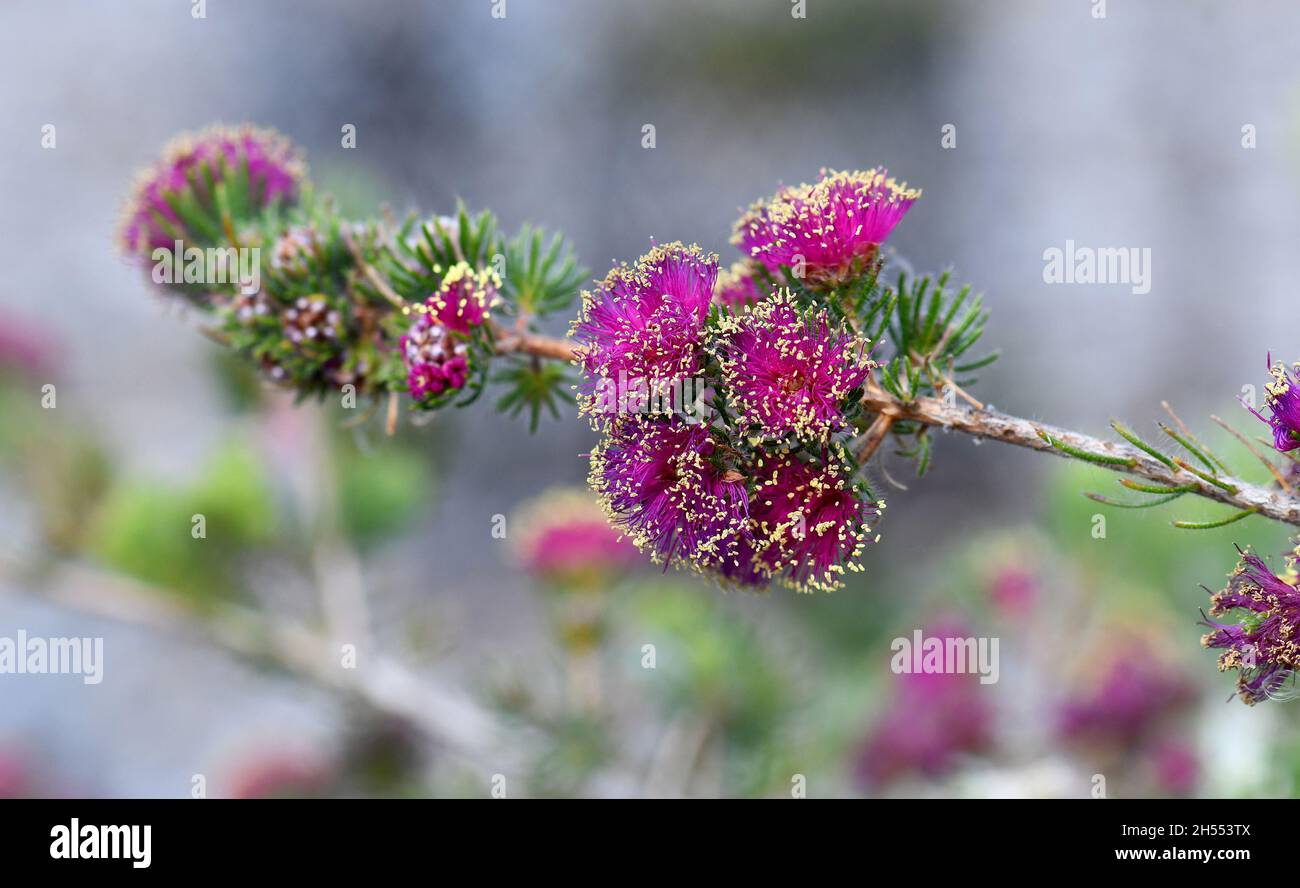 Yellow anthers and vibrant deep pink purple flowers of the Australian native Pretty Honey Myrtle, Melaleuca trichophylla, family Myrtaceae. Stock Photo