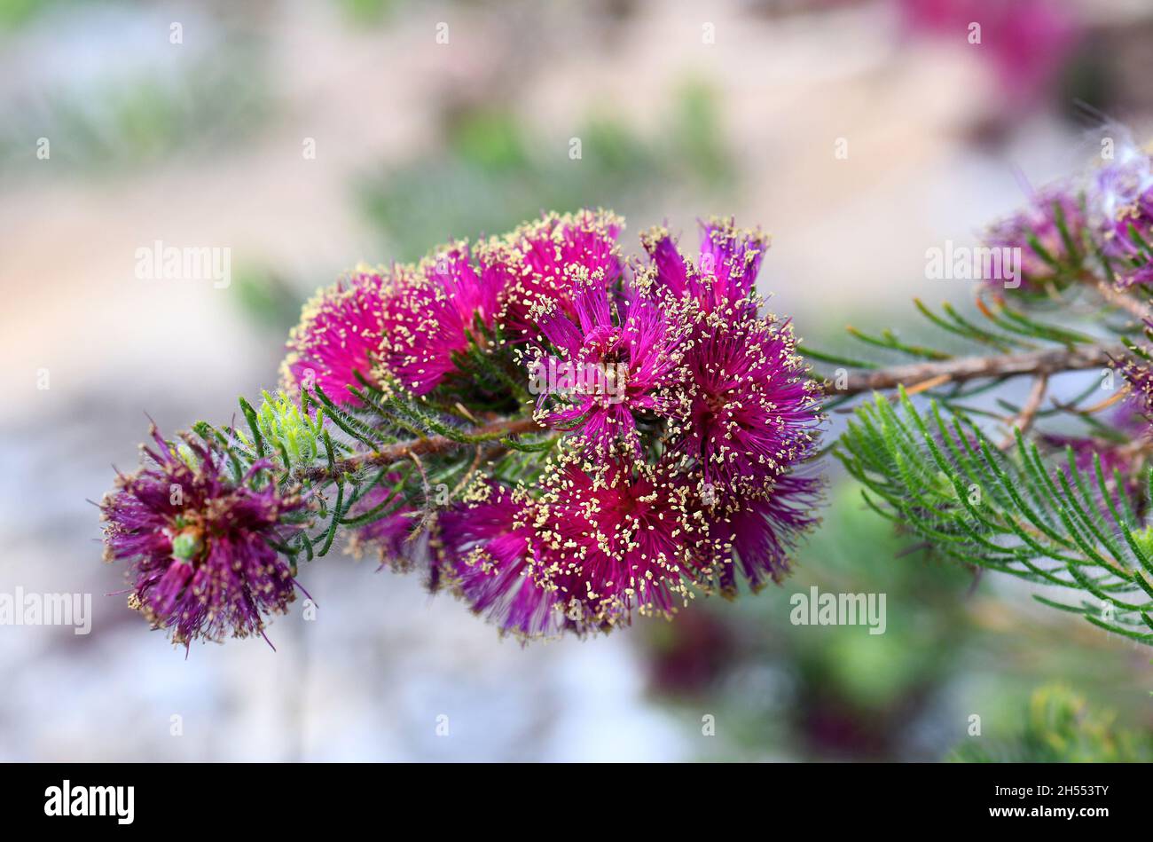 Yellow anthers and vibrant deep pink purple flowers of the Australian native Pretty Honey Myrtle, Melaleuca trichophylla, family Myrtaceae. Stock Photo