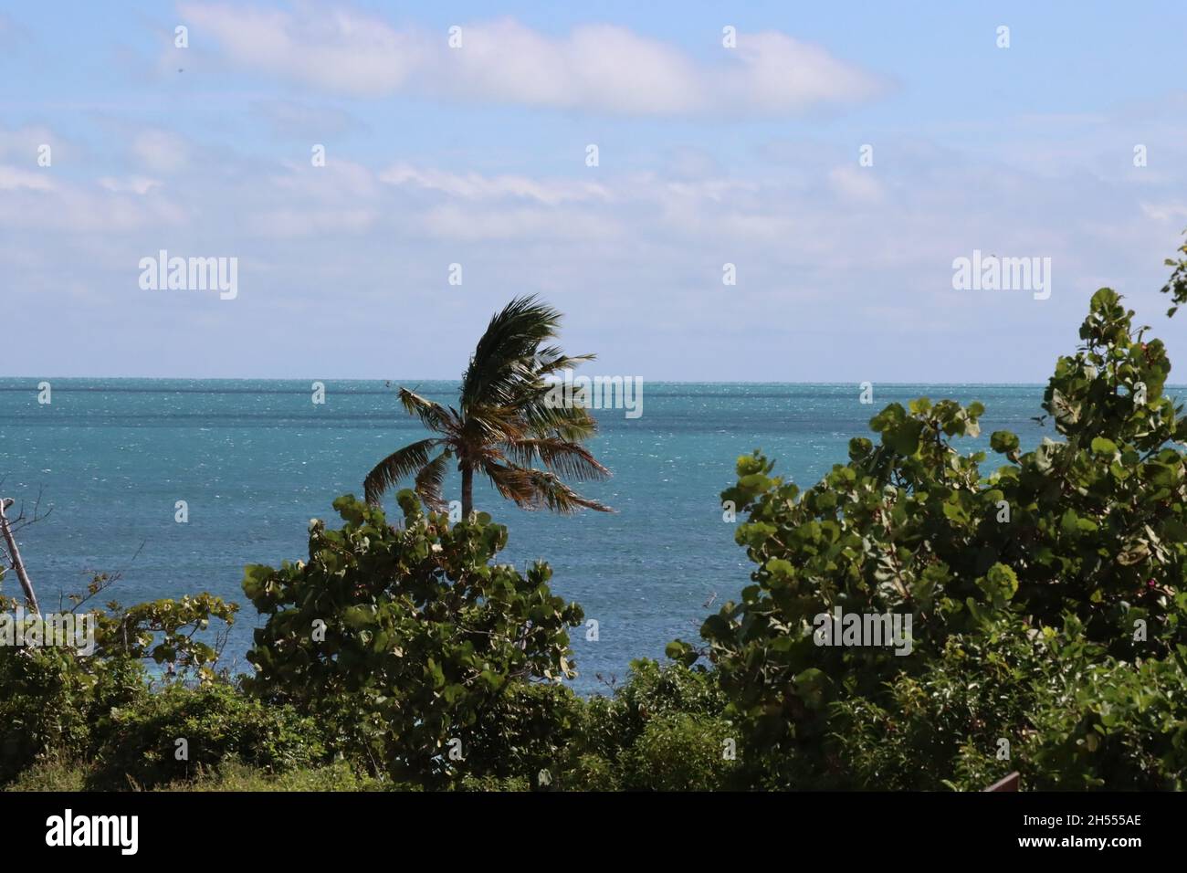 Lush palm trees hi-res stock photography and images - Alamy