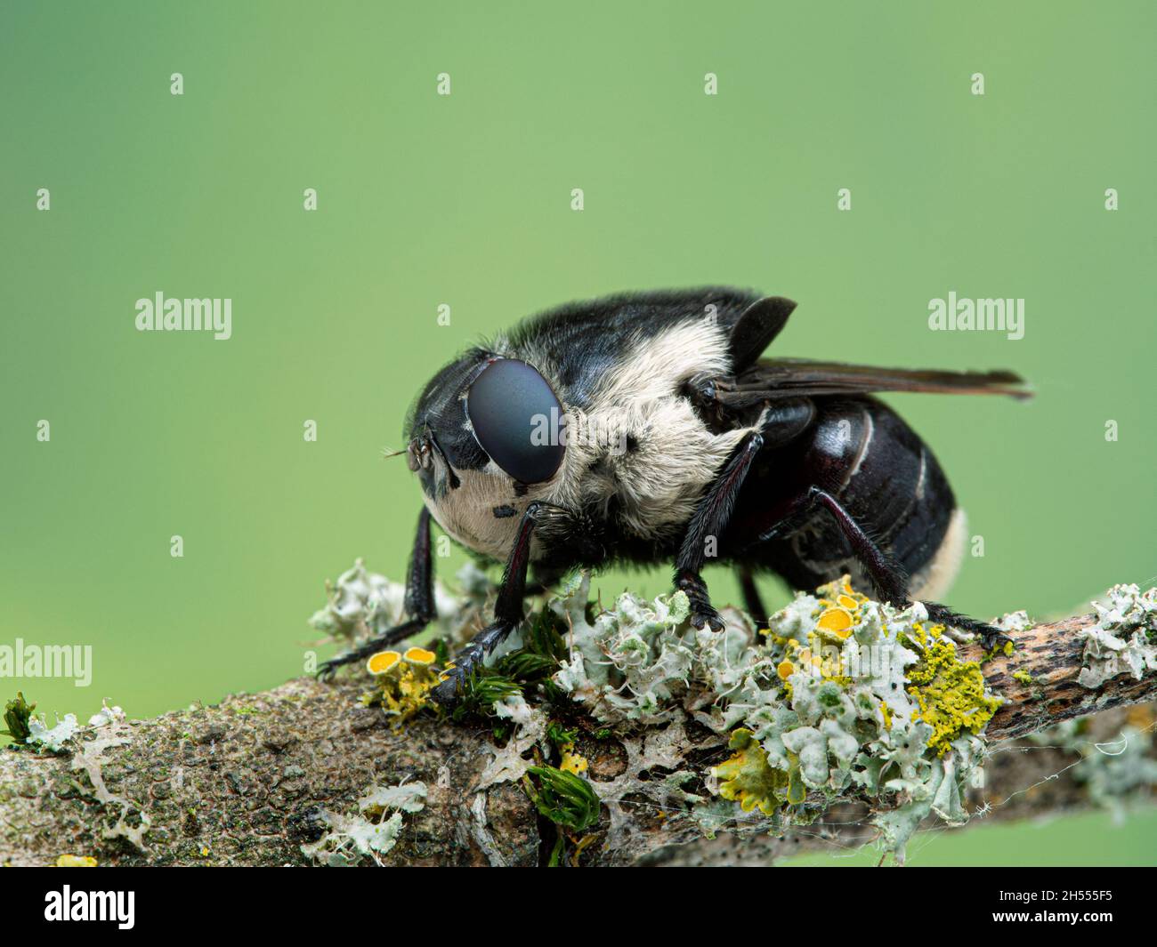 Side view of an adult female mouse botfly, Cuterebra fontinella ...