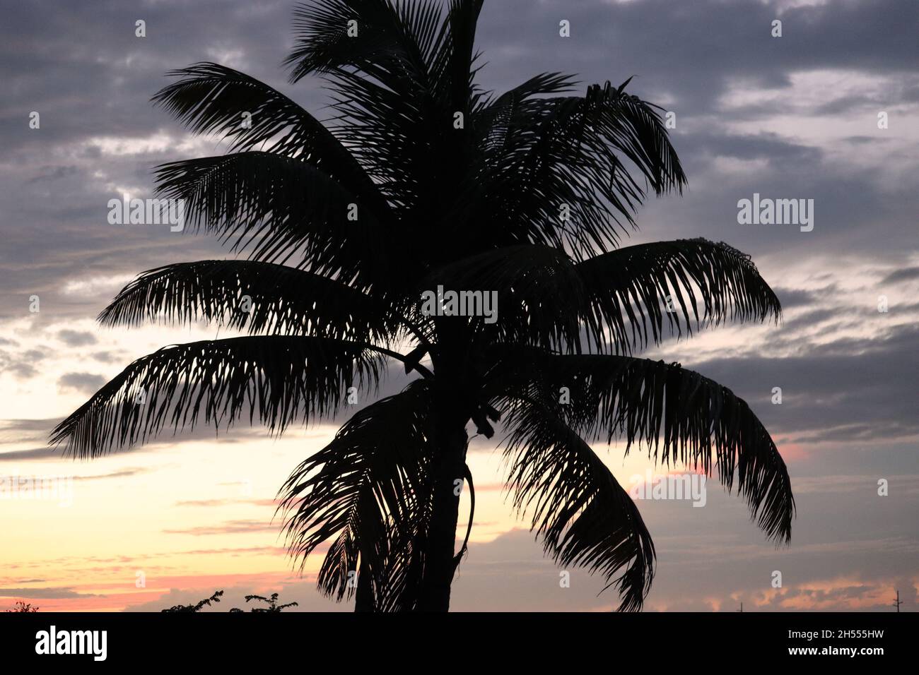Palm Tree at Dusk, Bahia Honda State Park, Fl Keys Stock Photo