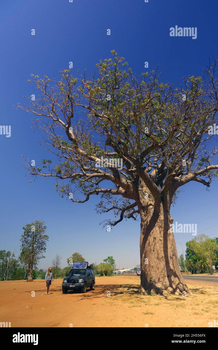 Huge boab tree (Adansonia gregorii) at entrance to town of Kununurra, Kimberley region, Western Australia. No MR or PR Stock Photo