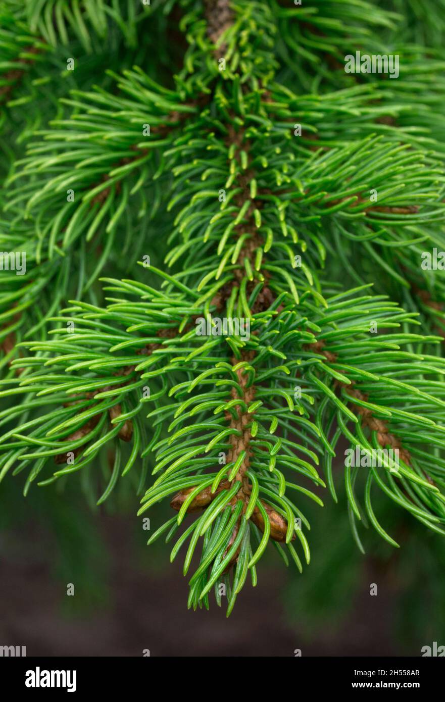 Conifer tree branch Stock Photo