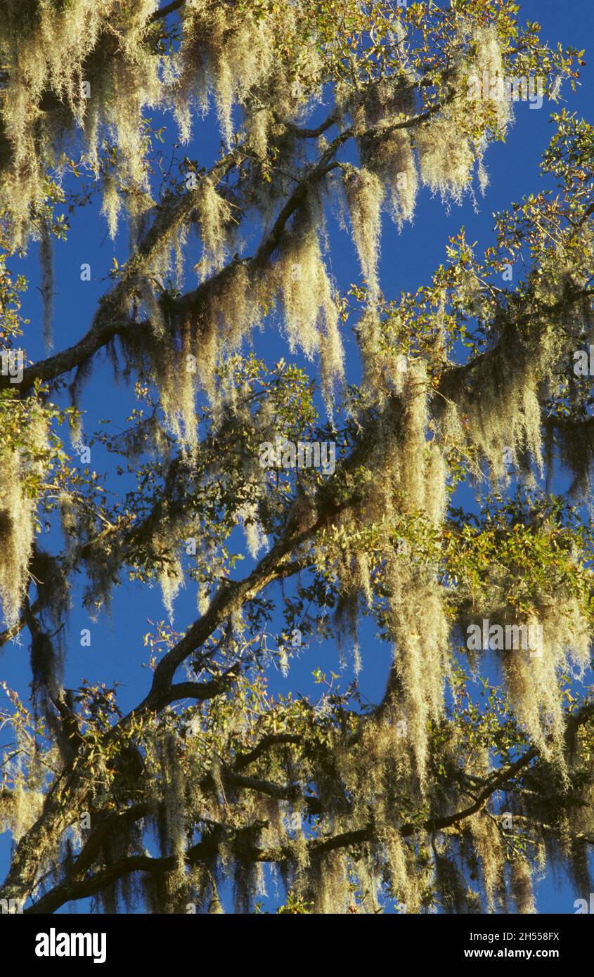 Spanish moss (Tillandsia usneoides) growing on a southern live oak tree