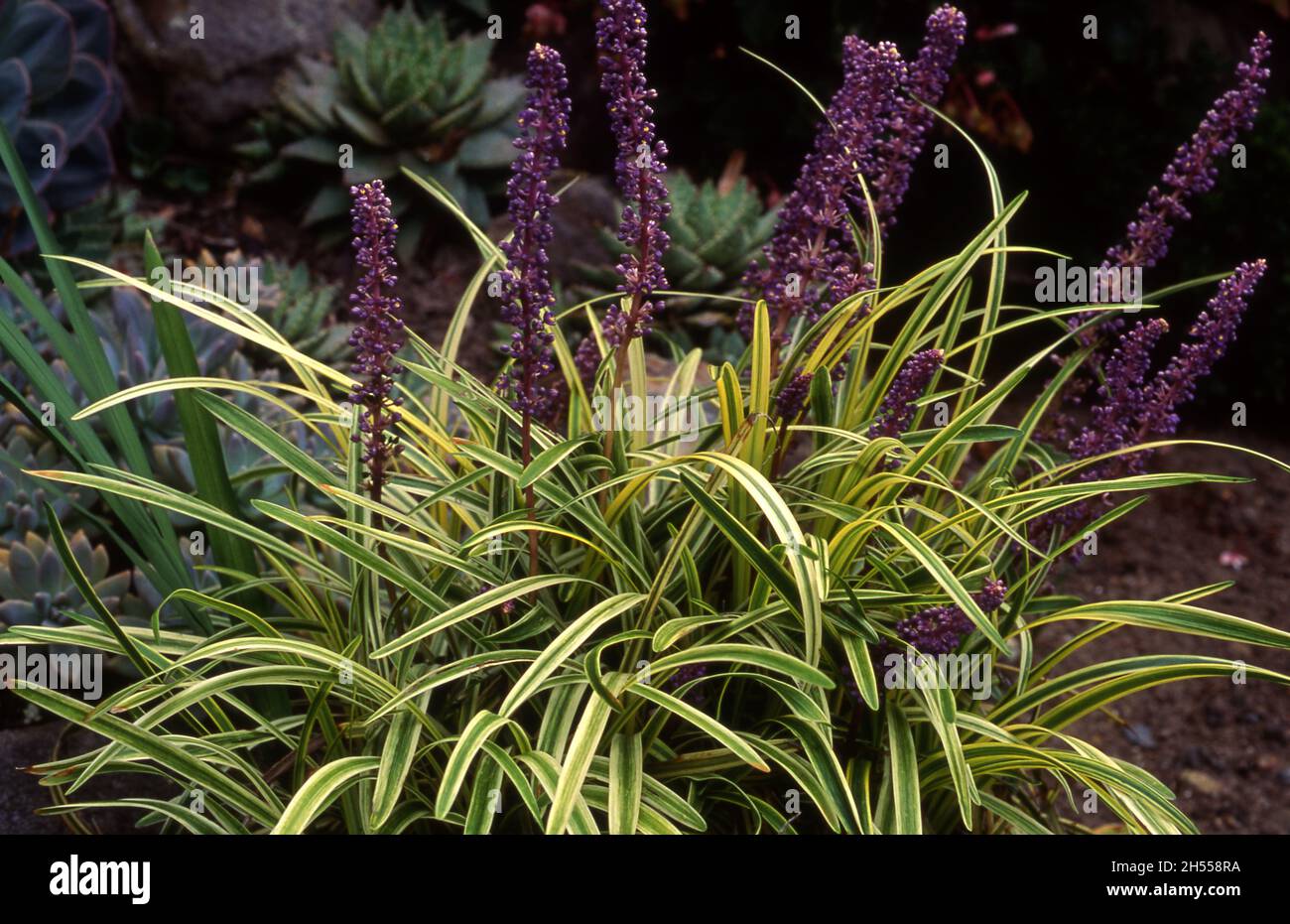 AMETHYST, LILY TUFE OR MONKEY GRASS (LIRIOPE MUSCARI') 'VARIEGATA' IS A ...