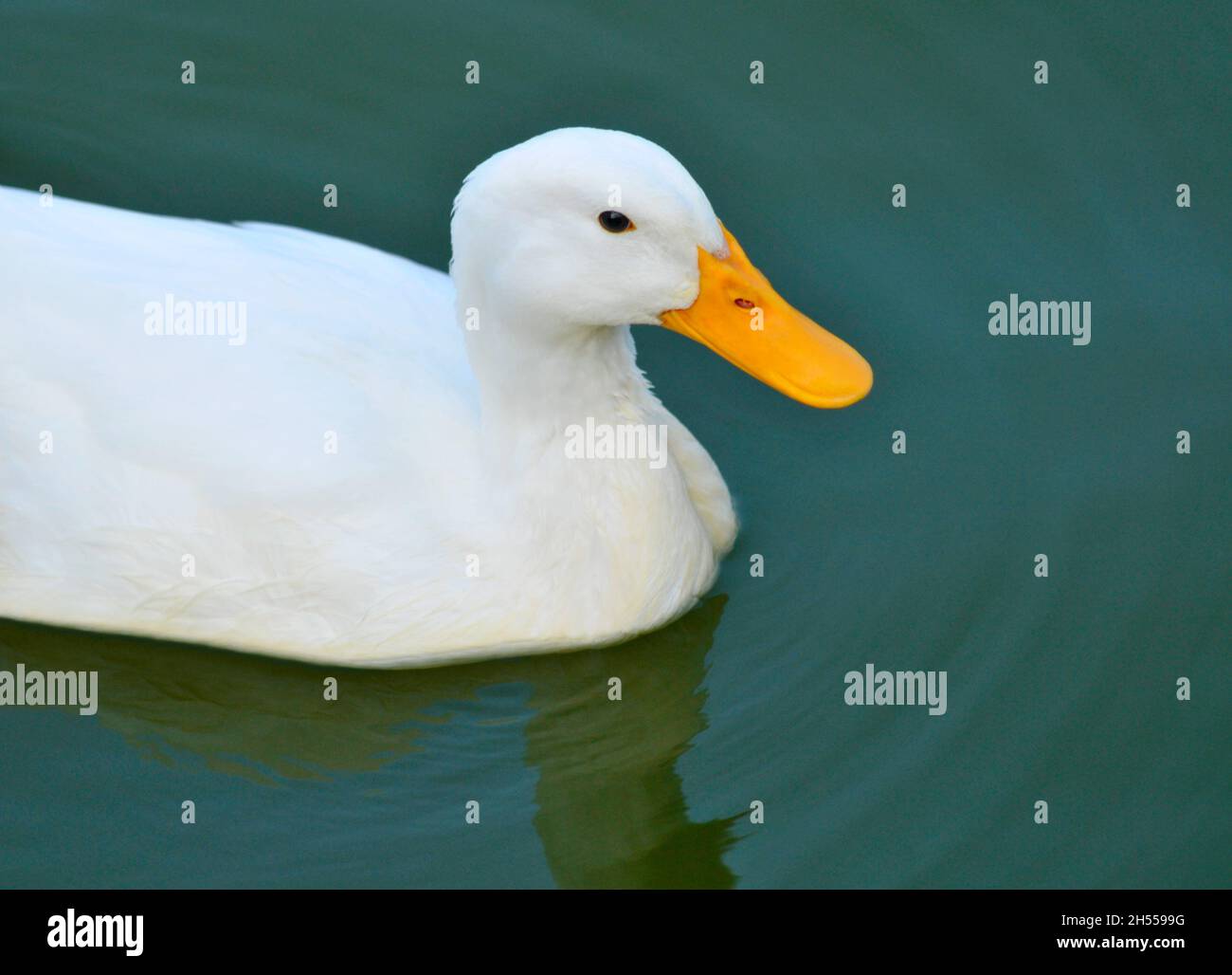 A duck in water Stock Photo