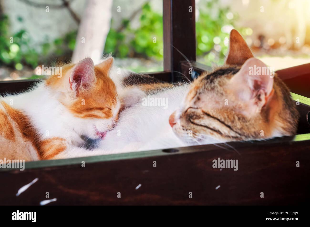 Mother cat breastfeeding the little cute kitten Stock Photo Alamy