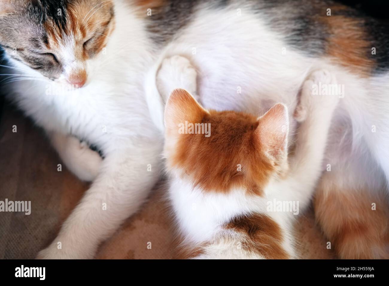 Mother cat breastfeeding the little cute kitten Stock Photo Alamy
